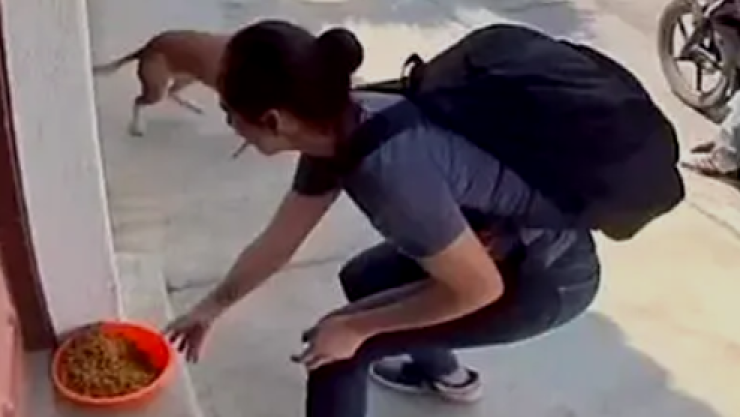 VIDEO: Pareja roba comida de perritos callejeros en Cuautla