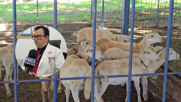 Miasis gusano barrenador afecta a humanos. .jpg