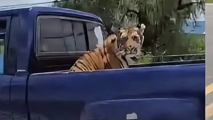 Tigre camioneta.jpeg