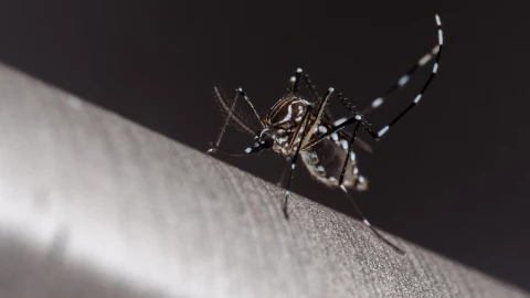 ¿Cuál es más peligroso_ Estos son los 4 tipos de dengue en México