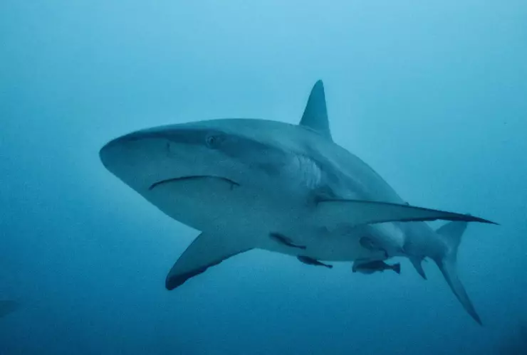 Tiburones drogados por fardos de cocaína que caen al mar