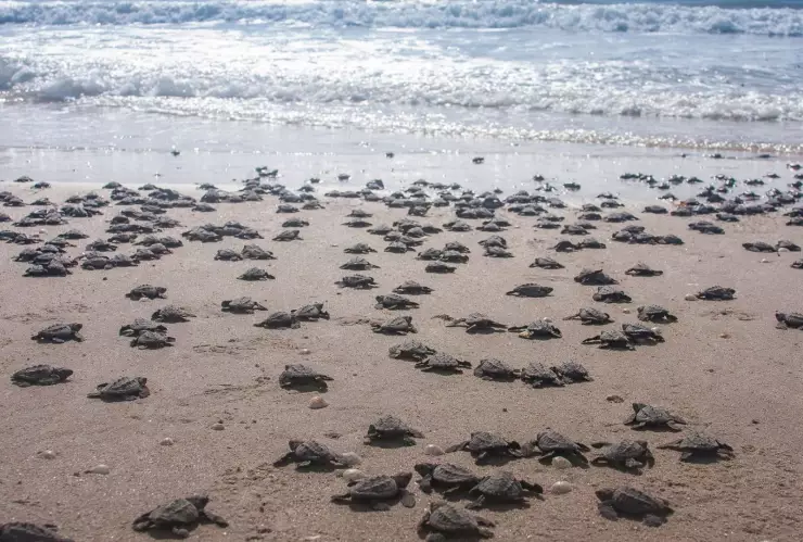 Santuario Playa El Verde Camacho, hogar de tortugas marinas en Sinaloa