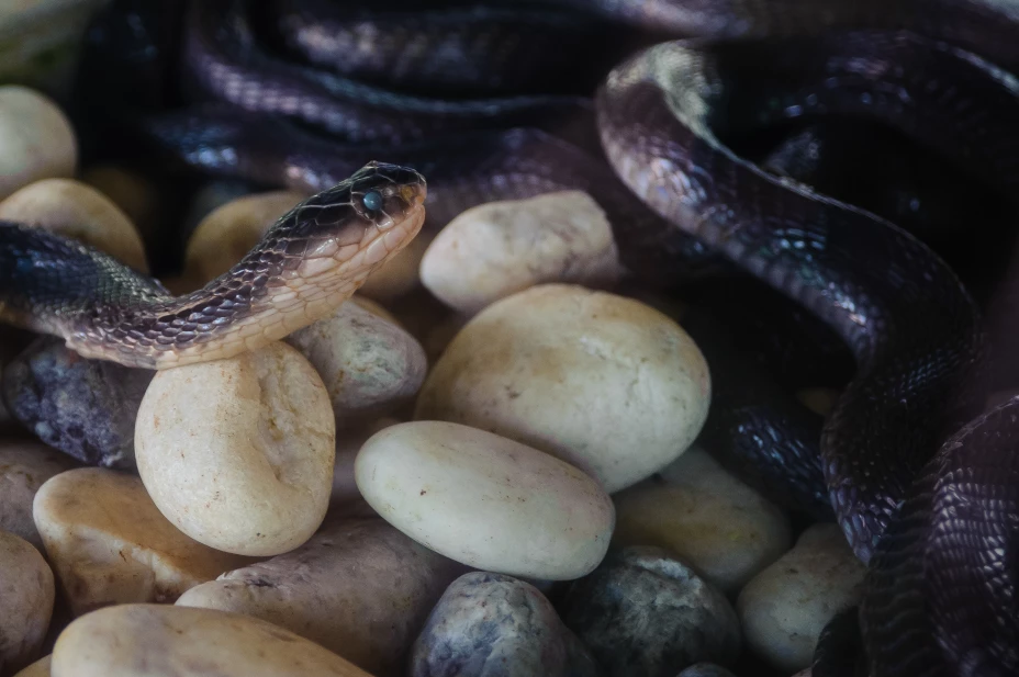 The Cobra snake farm in Thailand