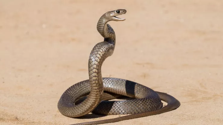 Durango: Cómo protegerse de animales ponzoñosos