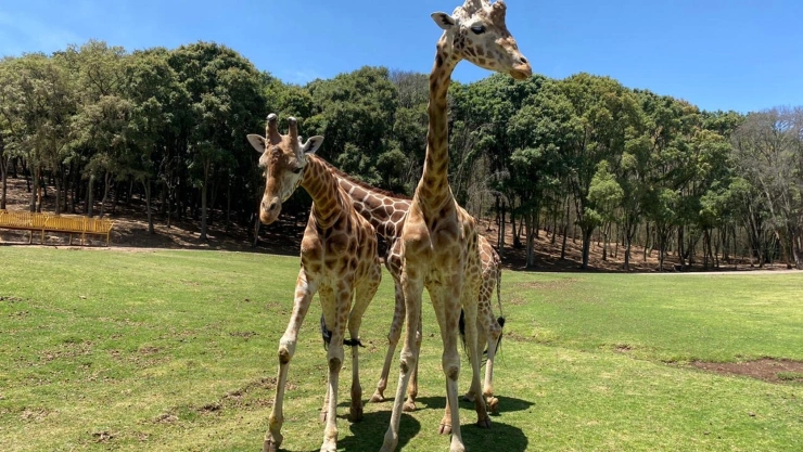 Crisis del Covid-19 afecta alimentación y cuidado de animales en zoológicos