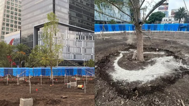 ahuehete cemento hombre daña