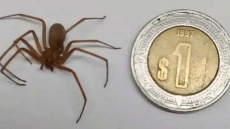 Araña violinista a lado de una moneda de un peso mexicano.