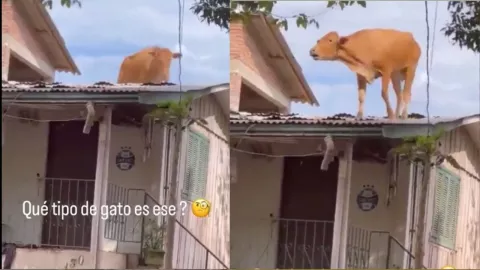 VIDEO: ¡Cómo perro! Captan a vaca sobre la azotea de una casa