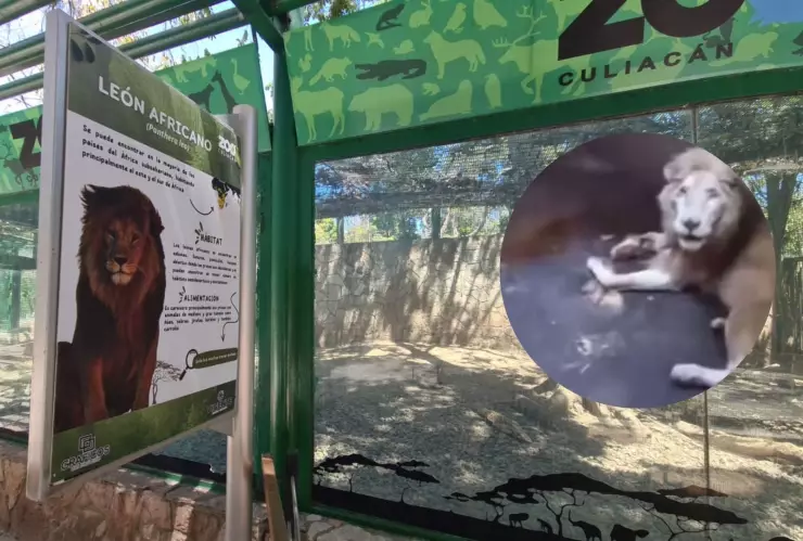 Así lucía el león que murió en el Zoológico de Culiacán, Sinaloa el 30 de abril 2025..jpg