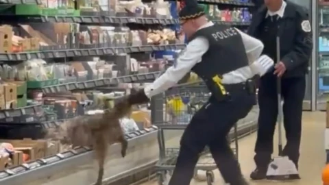Agente de policía intenta retirar al coyote del refrigerador de un supermercado en Chicago