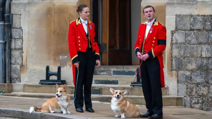Perritos Corgis de la reina Isabel