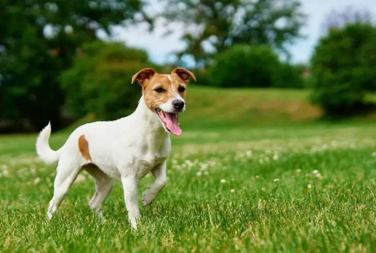 Perro corre por un parque