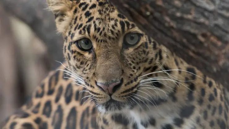 VIRAL: Captan a mamá jaguar con sus crías en plena carretera
