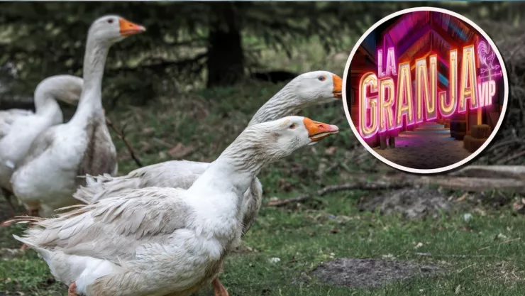 Gansos, las aves de La Granja VIP más “guerreras”.