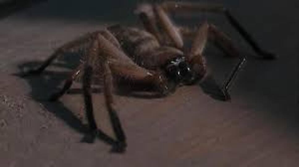 aracnofobia