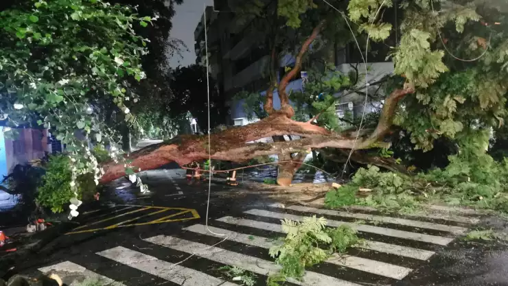 CAIDA ÁRBOL SAN JOSÉ INSURGENTES.jpeg