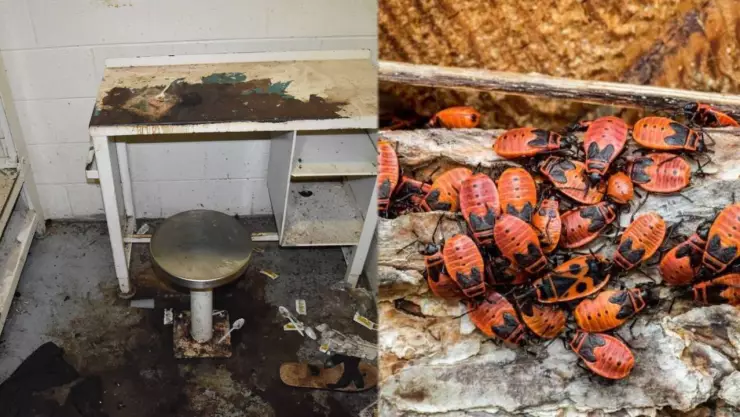 Hombre murió tras ser devorado vivo por chinches en su celda de prisión