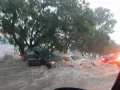 Los árboles sirvieron para detener los autos que eran arrastrados por la corriente