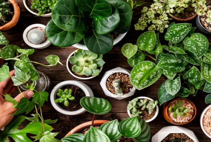 La planta que es nativa mexicana y ayuda a regular el azúcar en la sangre (y a la memoria)