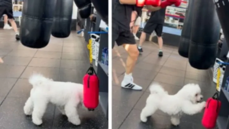 video-perrito-practica-box-saquito-dueño-gimnasio.jpg