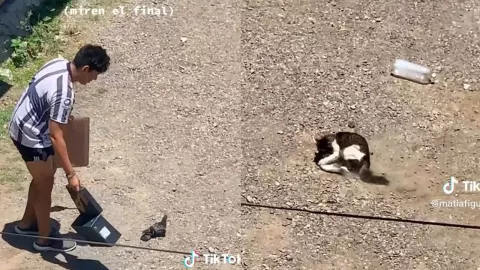 Gato se come a paloma recién liberada.