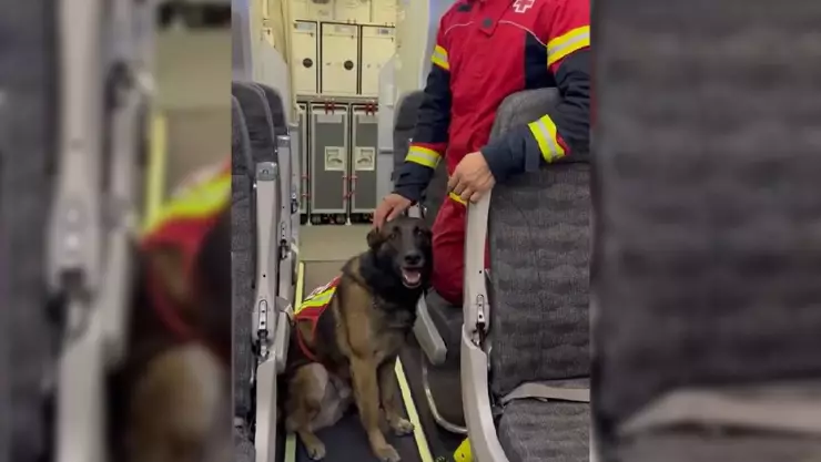 Estos son los perros rescatistas de México que apoyan a Turquía