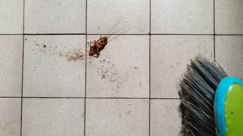 Las enfermedades que provocan las cucarachas en casa