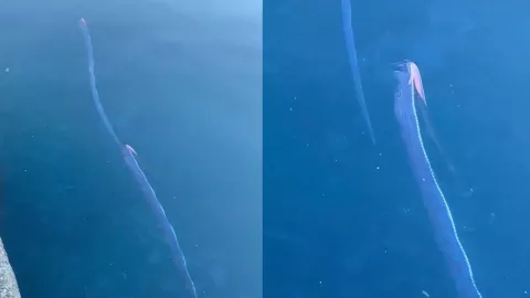 Aparecen peces remo en Fukui y desatan rumores sobre sismo inminente