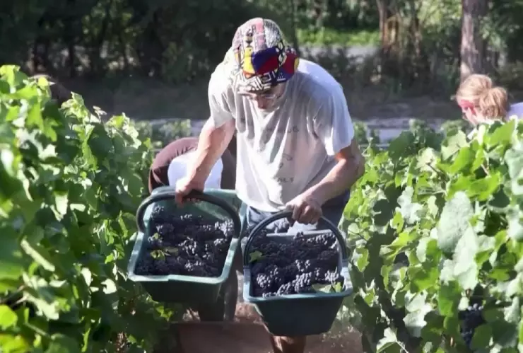 Clima extremo modifica cosecha de uva de Champagne en Francia.