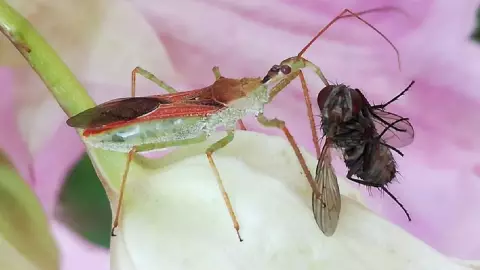 Picaduras de las chinches asesinas