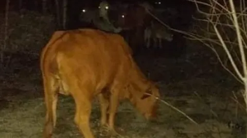 Fuerte accidente por vacas sueltas en Telchac