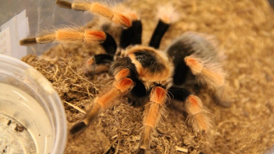 Picaduras de animales ponzoñosos