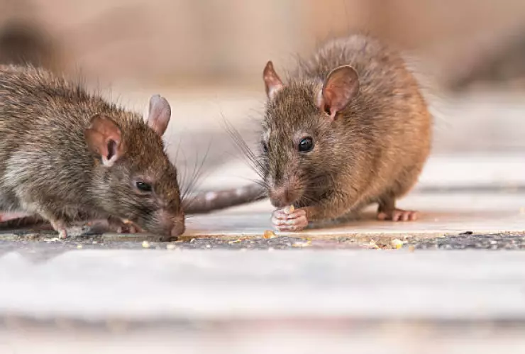 Buscan eliminar ratas en Nueva York