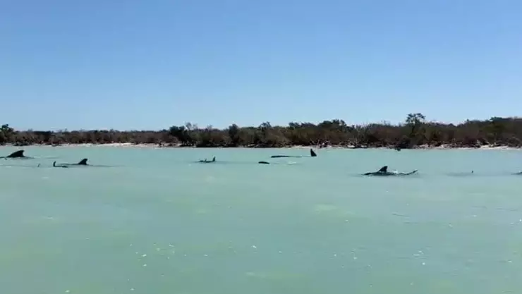 Recalan delfines en Celestún, ¿cuál fue el motivo Esto sabemos