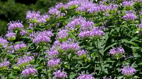 Planta bálsamo de abeja