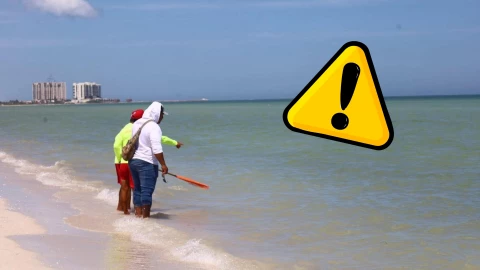 Fauna marina aparece en Progreso y podría ser PELIGROSA; piden NO ingresar al mar