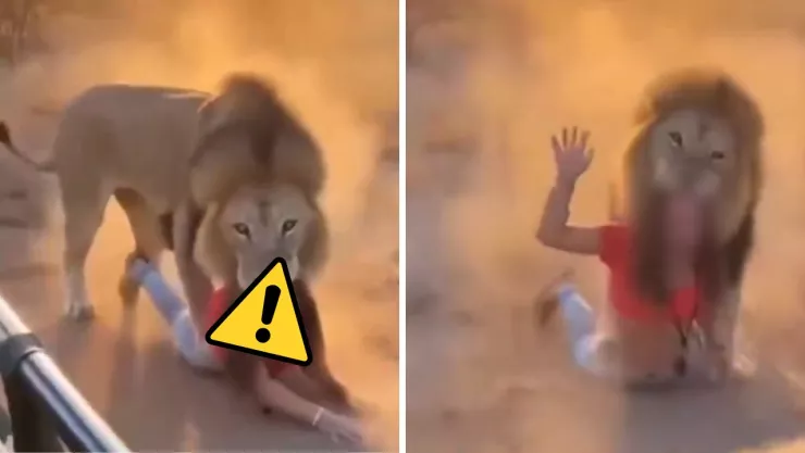 El momento del ataque fue grabado por uno de los pasajeros del safari