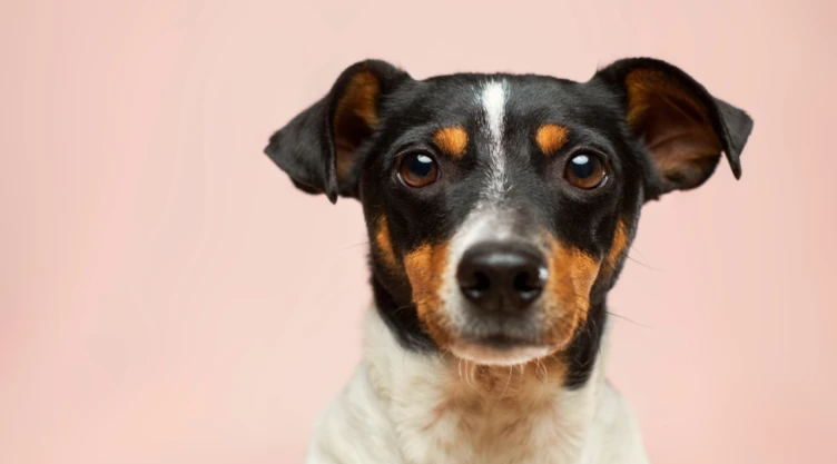 Cómo-quitar-pelo-perro-ropa-negra