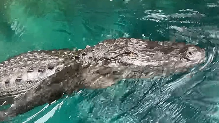 cocodrilo_mujer_ataque_remo