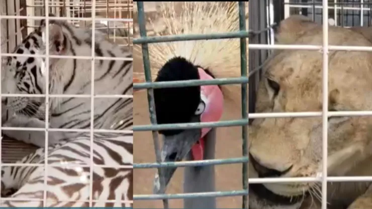 700 animales son reubicados por la violencia en Culiacán
