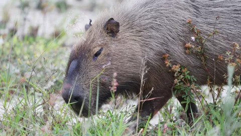 Capibaras