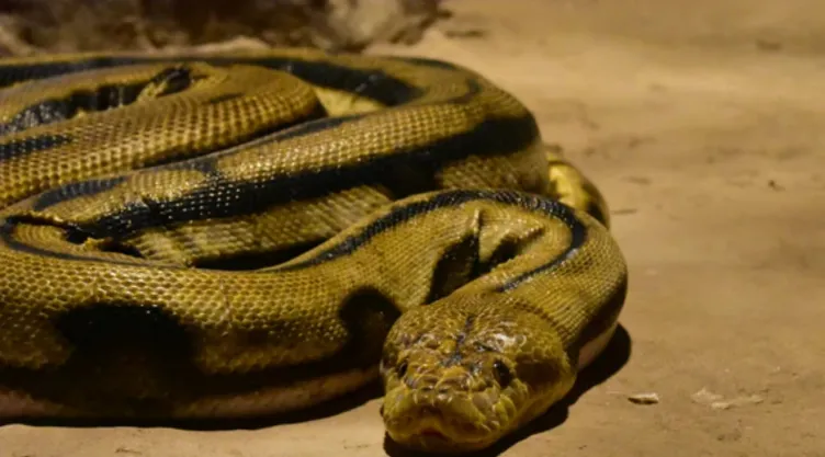 Anaconda