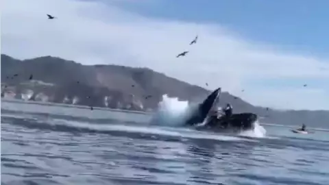 California ballena se traga a dos mujeres y luego las escupe