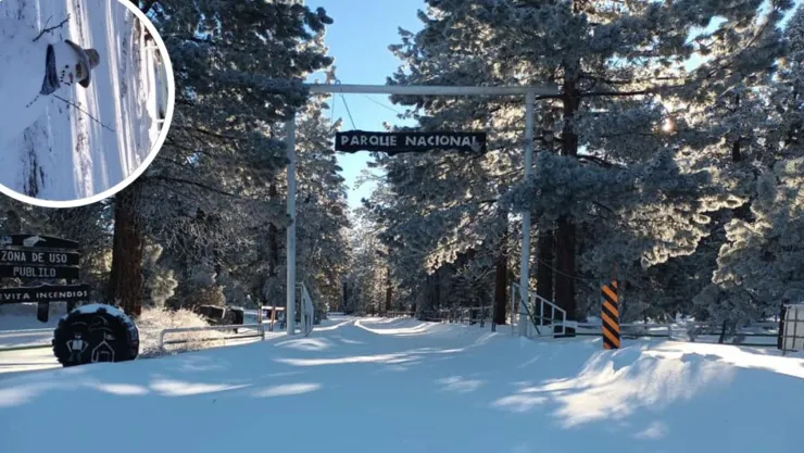 ¿Cómo se ven las nevadas en San Pedro Mártir en 2025 y cómo visitar el Parque Nacional? (VIDEO)