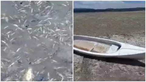 Sequía provoca la muerte de peces en presa de Hidalgo