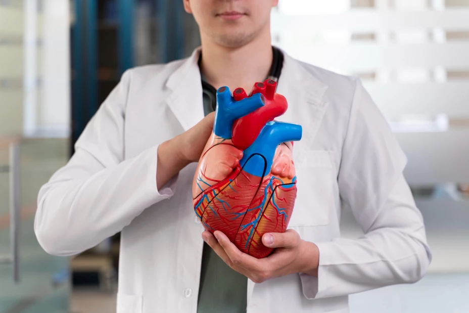 Médico con maqueta de un corazon humano.jpg