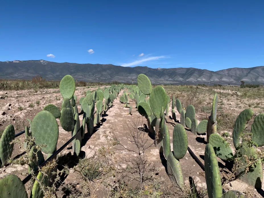 Sader 15 de julio 2024.jpeg