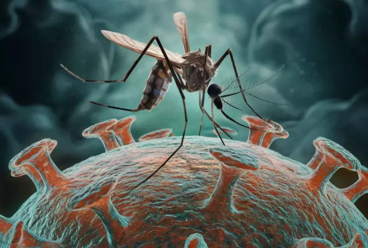 Así puedes contagiarte del virus Oropouche; conoce sus síntomas.jpg