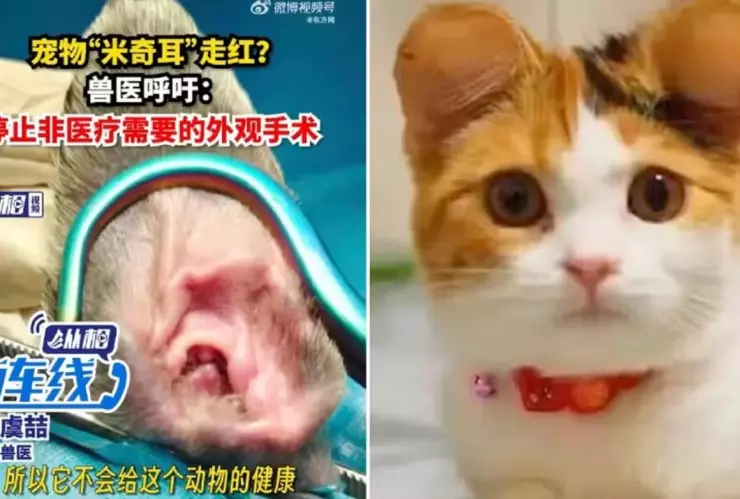 cortar orejas a mascotas al estilo de Mickey Mouse