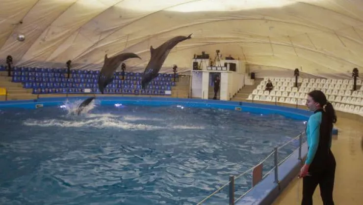 VIDEO: Delfín ataca a su entrenadora en acuario de Miami